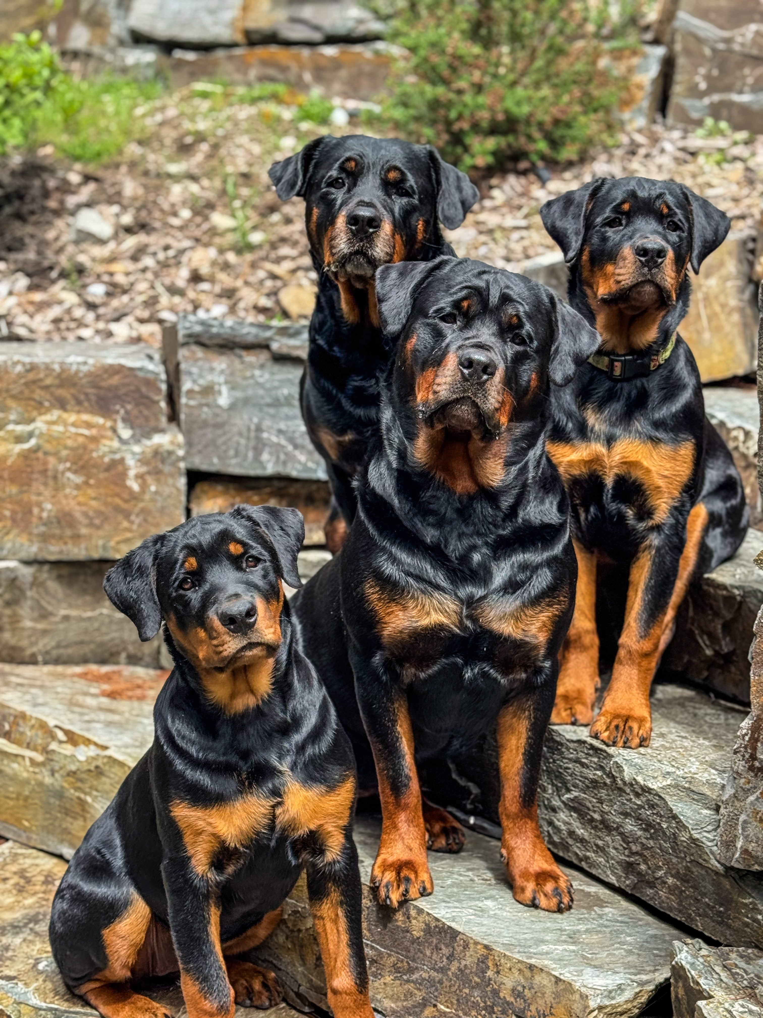 Four Rottweilers sitting on stone steps outdoors.