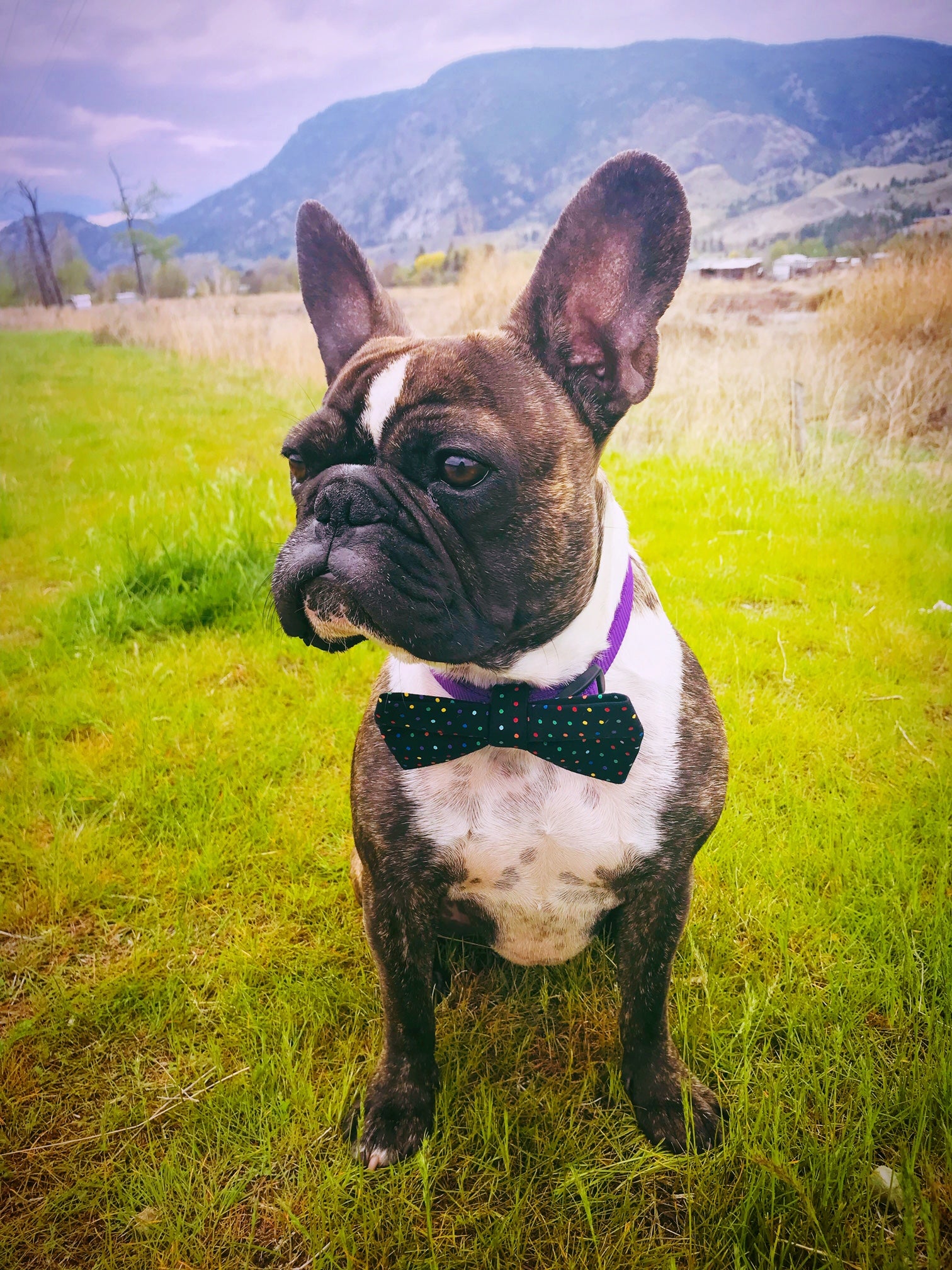Dog wearing a bow tie in a grassy field with mountains in the background