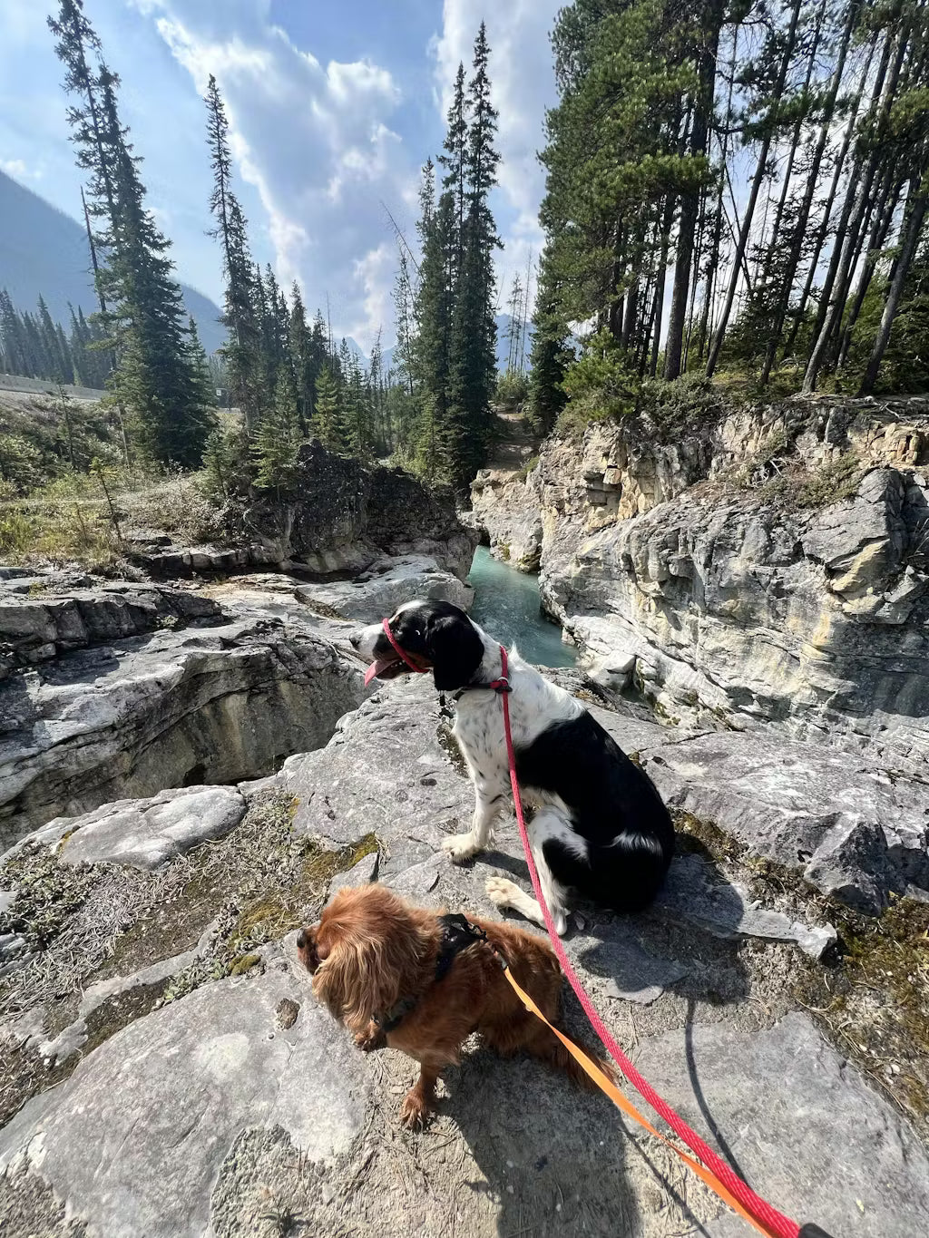 Two dogs on leashes sitting on rocky terrain with trees and mountains in the background.