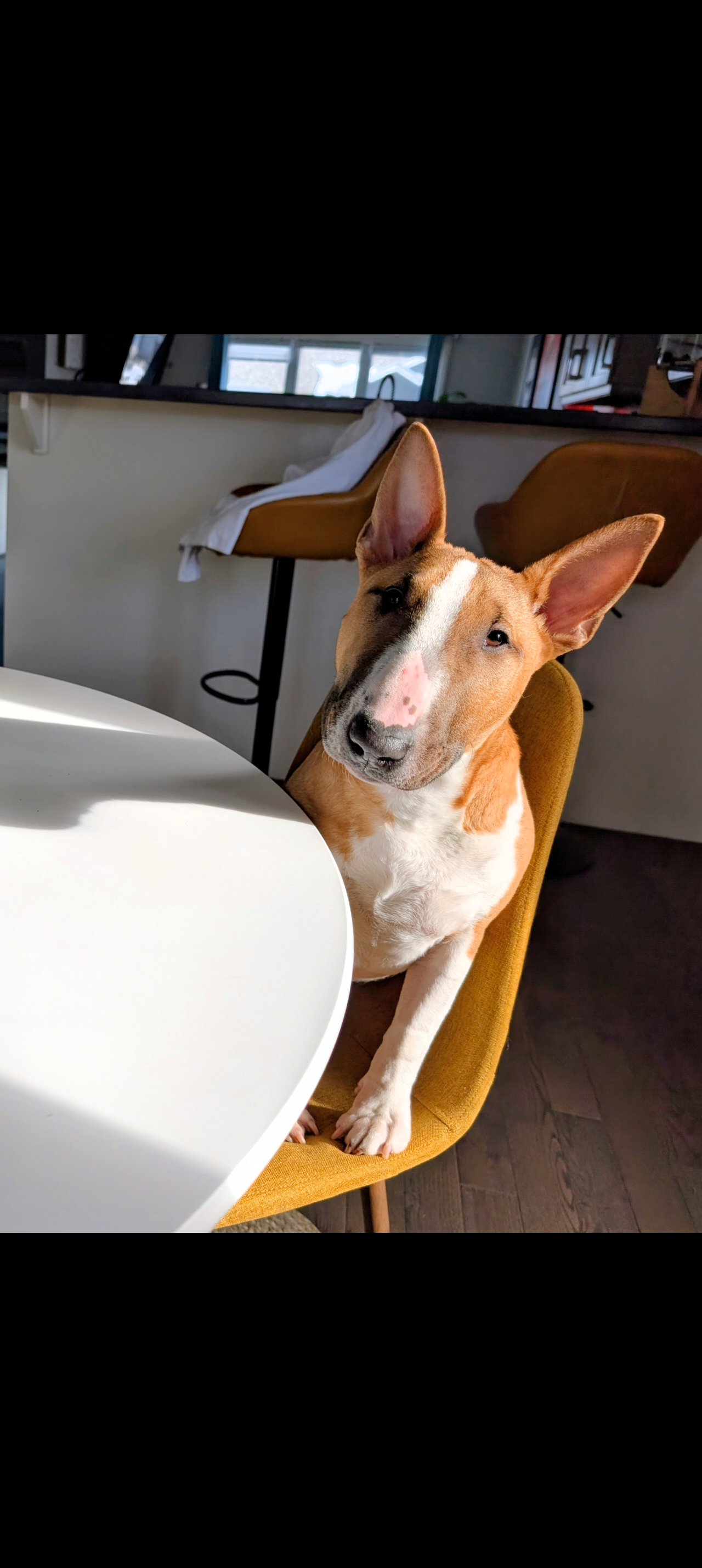Dog sitting on a yellow chair in a room with a desk and computer.