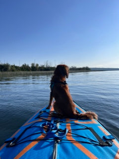 medium dog sitting on a blue paddleboard, facing calm water under a clear blue sky.