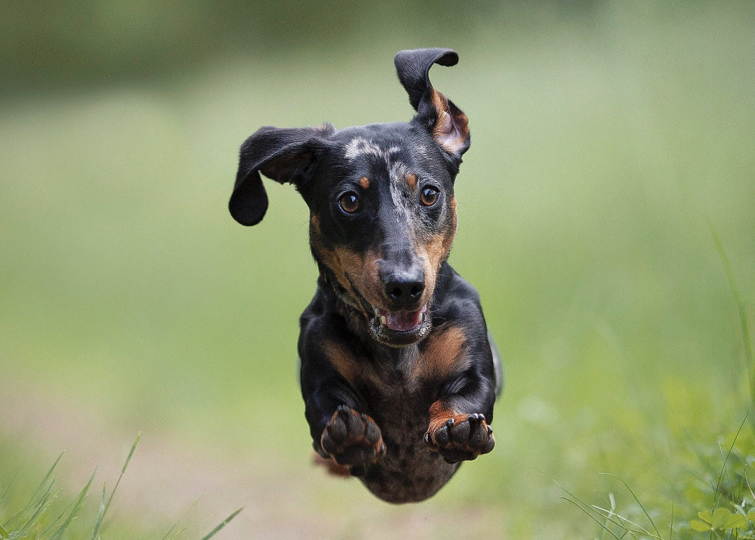 Dachshund dog mid-air with a blurred green background